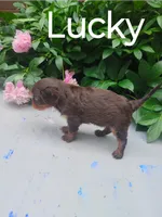 Lucky, a female Cavalier King Charles Spaniel for sale in New Holland, PA – 2 of 4