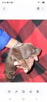 Zoro, a male Doberman Pinscher for sale in Defuniak Springs, FL – 2 of 4