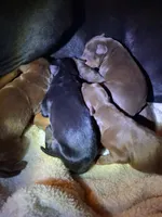 Zoro, a male Doberman Pinscher for sale in Defuniak Springs, FL – 3 of 4