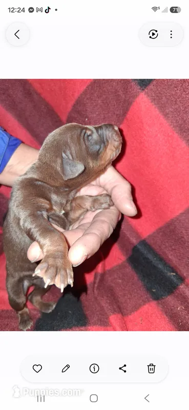 Zoro, a male Doberman Pinscher for sale in Defuniak Springs, FL – 1 of 4