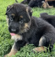 RED, a female German Shepherd Dog for sale in Clarksville, TN – 2 of 2