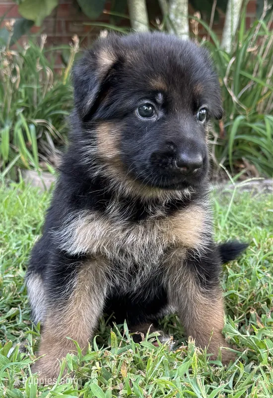 RED – German Shepherd Dog puppy for sale in Clarksville, TN