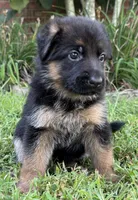 RED, a female German Shepherd Dog for sale in Clarksville, TN – 1 of 2