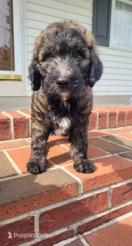Duncan – Goldendoodle puppy for sale in Cave City, KY