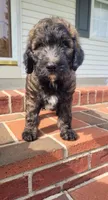 Duncan, a male Goldendoodle for sale in Cave City, KY – 1 of 3