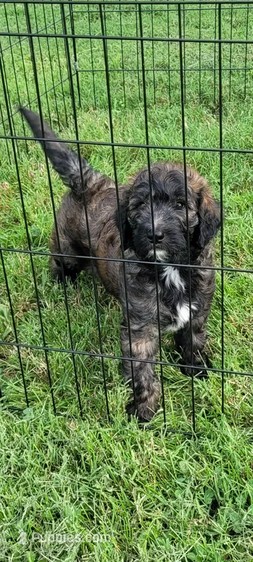 Duncan – Goldendoodle puppy for sale in Cave City, KY