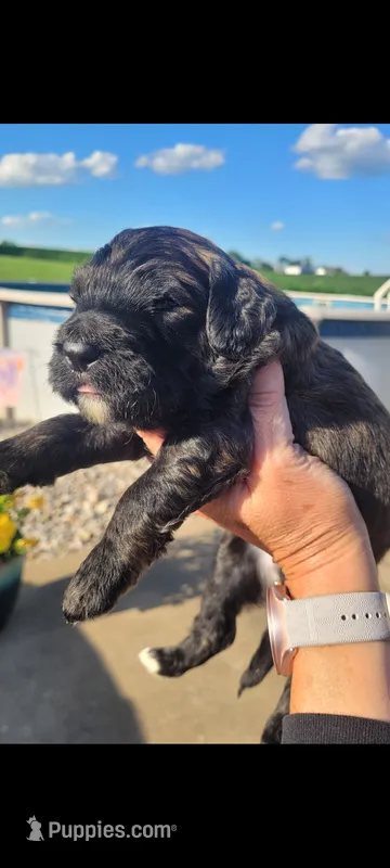 Duncan – Goldendoodle puppy for sale in Cave City, KY