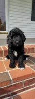 Lainey, a female Goldendoodle for sale in Cave City, KY – 1 of 3
