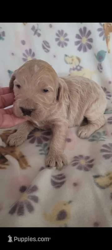 Ella – Goldendoodle puppy for sale in Cave City, KY