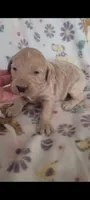 Ella, a female Goldendoodle for sale in Cave City, KY – 1 of 1