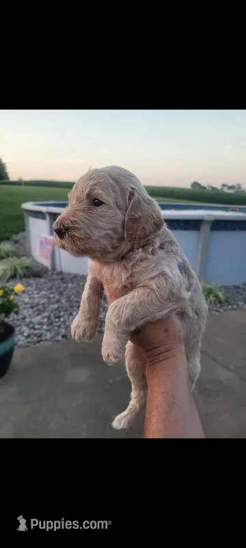 Ella – Goldendoodle puppy for sale in Cave City, KY