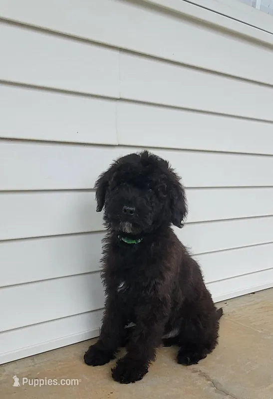 Elliott – Goldendoodle puppy for sale in Cave City, KY