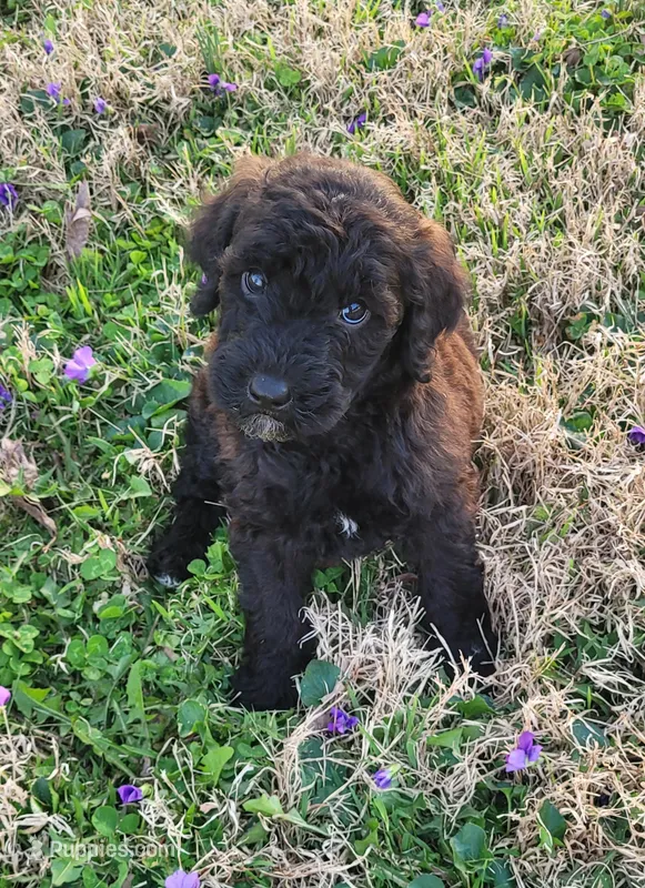 Elliott – Goldendoodle puppy for sale in Cave City, KY