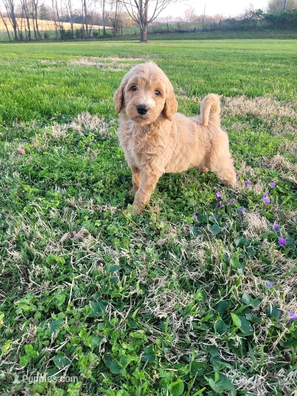 Emersyn – Goldendoodle puppy for sale in Cave City, KY