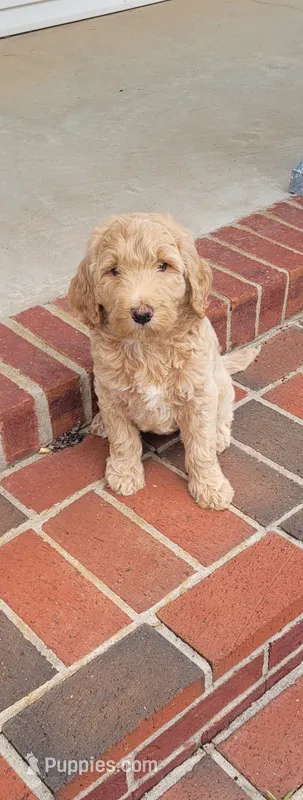 Ella – Goldendoodle puppy for sale in Cave City, KY