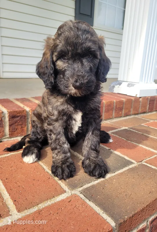 Molly – Goldendoodle puppy for sale in Cave City, KY