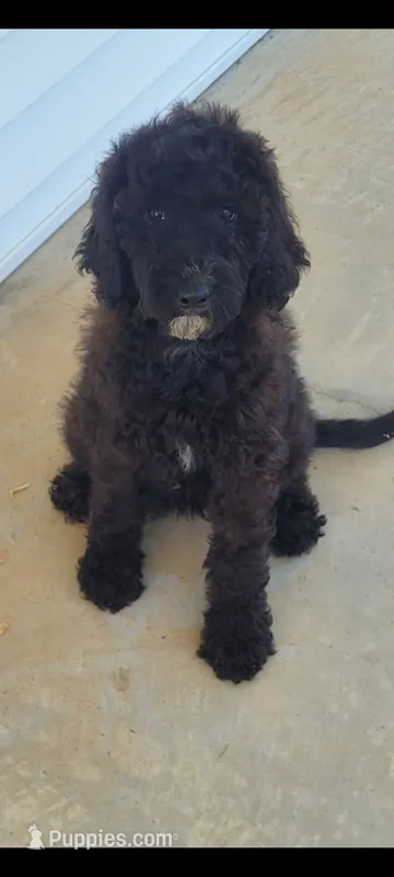 Paisley  – Goldendoodle puppy for sale in Cave City, KY