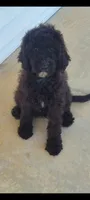 Paisley , a female Goldendoodle for sale in Cave City, KY – 1 of 1