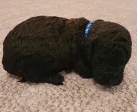 Blane, a male Goldendoodle for sale in Cave City, KY – Photo 1 of 2
