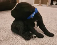 Blane, a male Goldendoodle for sale in Cave City, KY – Photo 2 of 2