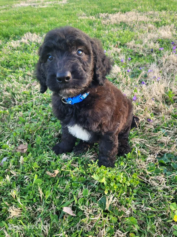 Blane – Goldendoodle puppy for sale in Cave City, KY