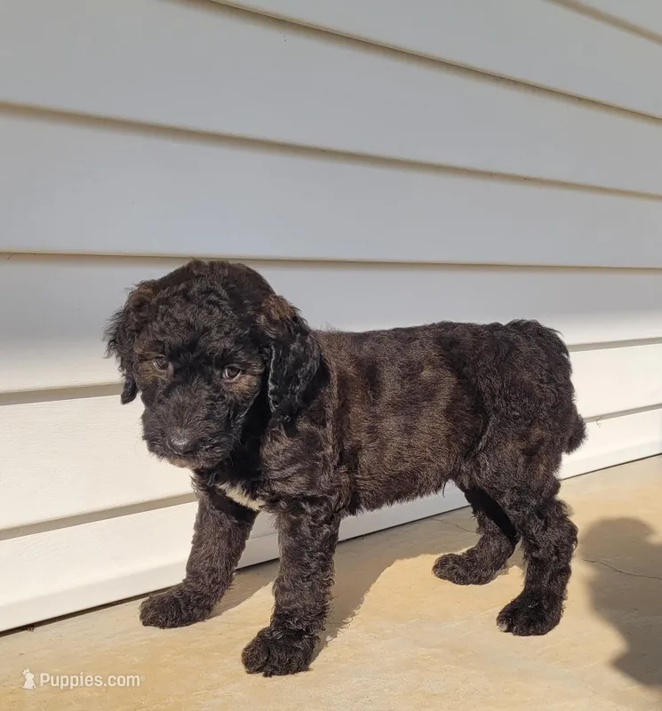 Blane – Goldendoodle puppy for sale in Cave City, KY