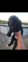 Lainey, a female Goldendoodle for sale in Cave City, KY – 3 of 3