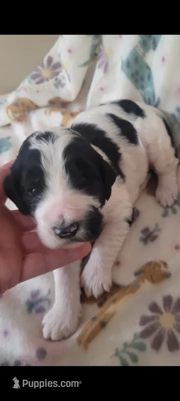 Jade  – Goldendoodle puppy on hold in Cave City, KY