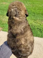 Duncan, a male Goldendoodle for sale in Cave City, KY – 3 of 3
