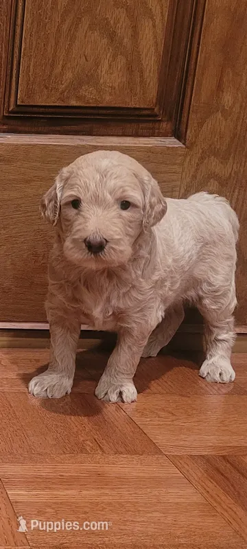 Ella – Goldendoodle puppy for sale in Cave City, KY
