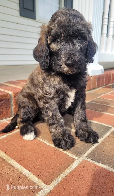 Molly  – Goldendoodle puppy for sale in Cave City, KY