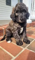Molly , a female Goldendoodle for sale in Cave City, KY – 1 of 1