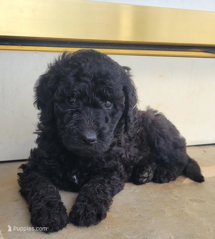 Hadley – Goldendoodle puppy for sale in Cave City, KY