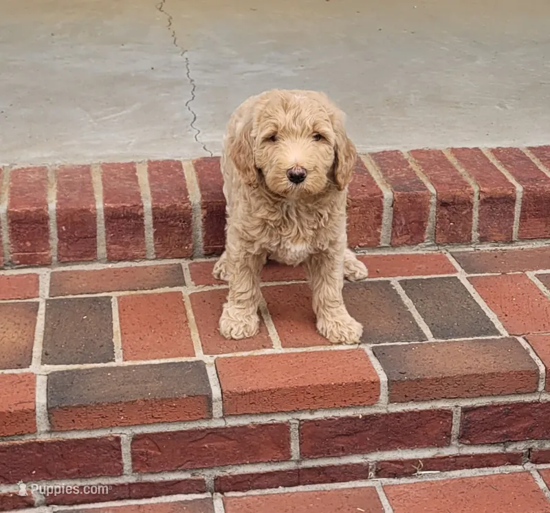 Ella – Goldendoodle puppy for sale in Cave City, KY