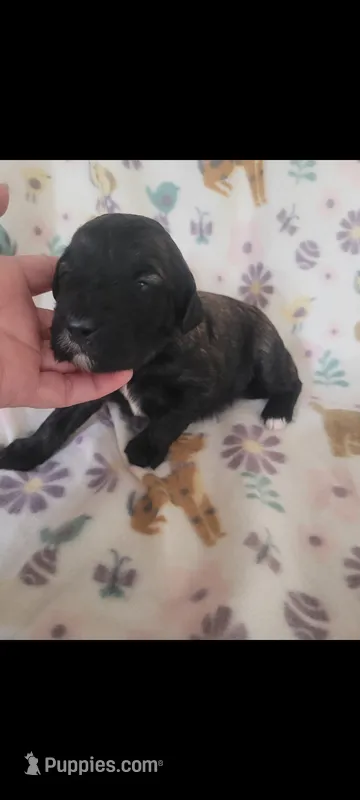 Molly – Goldendoodle puppy for sale in Cave City, KY