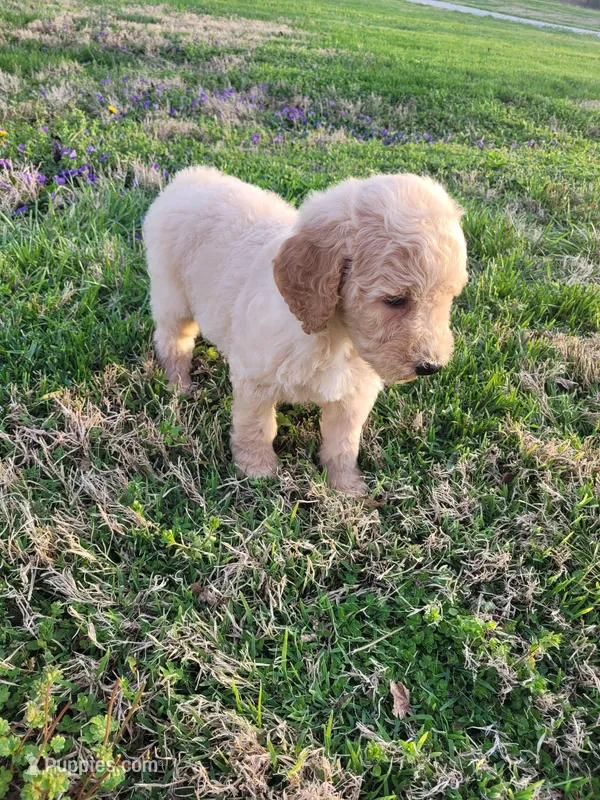 Everleigh – Goldendoodle puppy on hold in Cave City, KY