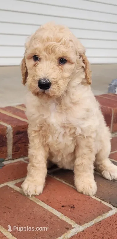 Everleigh – Goldendoodle puppy for sale in Cave City, KY
