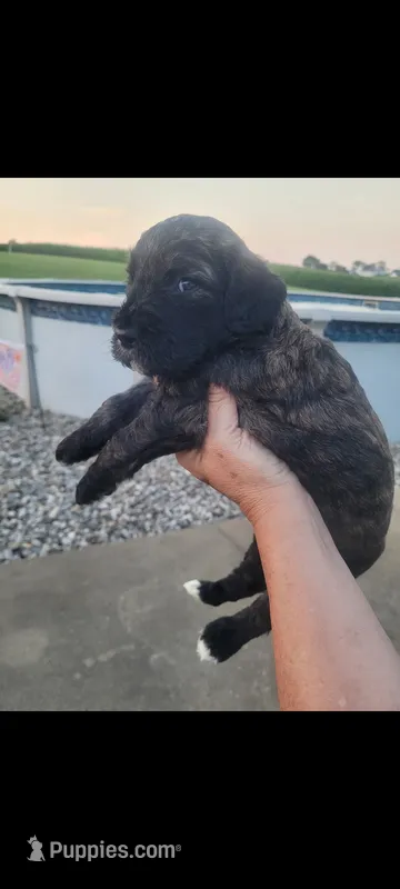 Molly – Goldendoodle puppy for sale in Cave City, KY