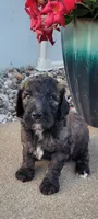 Duncan, a male Goldendoodle for sale in Cave City, KY – 2 of 3