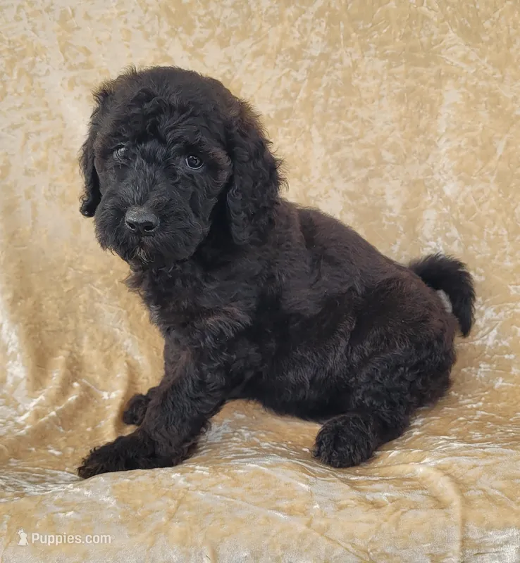 Dutton – Goldendoodle puppy for sale in Cave City, KY