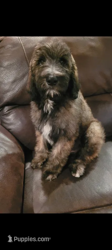 Duncan – Goldendoodle puppy for sale in Cave City, KY