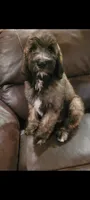Duncan, a male Goldendoodle for sale in Cave City, KY – 1 of 1