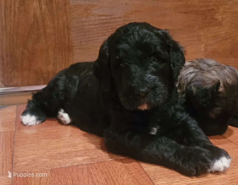 Lainey – Goldendoodle puppy for sale in Cave City, KY