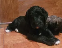 Lainey, a female Goldendoodle for sale in Cave City, KY – 2 of 3