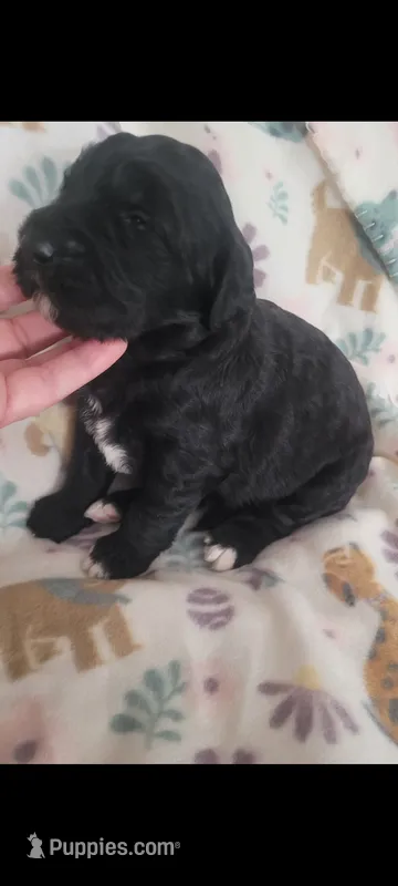 Lainey – Goldendoodle puppy for sale in Cave City, KY