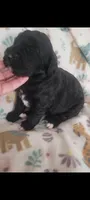 Lainey, a female Goldendoodle for sale in Cave City, KY – 1 of 1