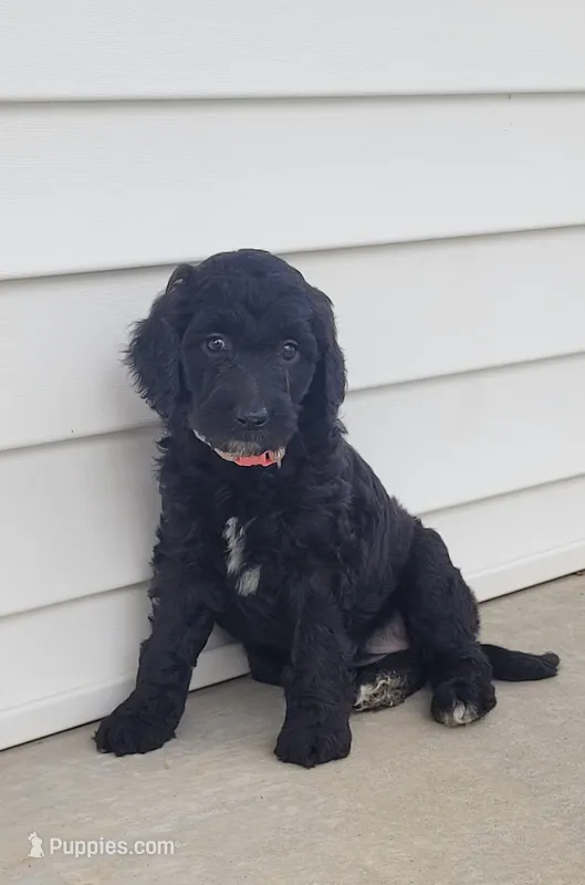 Olivia – Goldendoodle puppy for sale in Cave City, KY