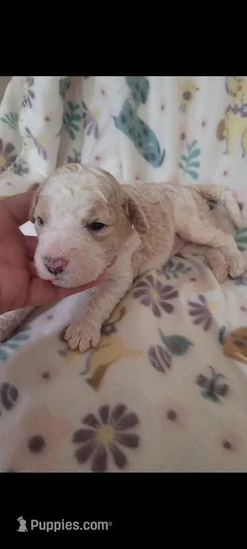 Caroline – Goldendoodle puppy on hold in Cave City, KY