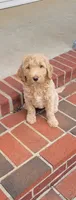 Ella, a female Goldendoodle for sale in Cave City, KY – 1 of 1