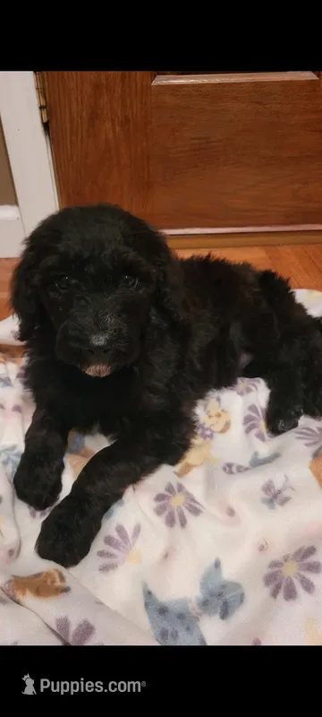 Paisley  – Goldendoodle puppy for sale in Cave City, KY